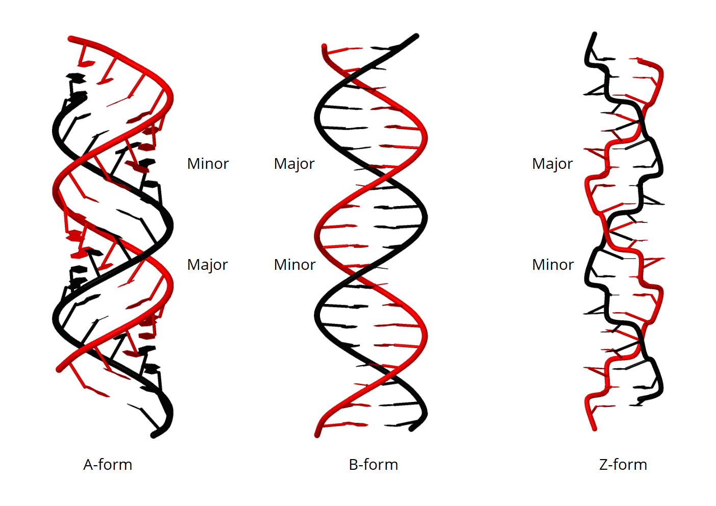 a form b form z form dna