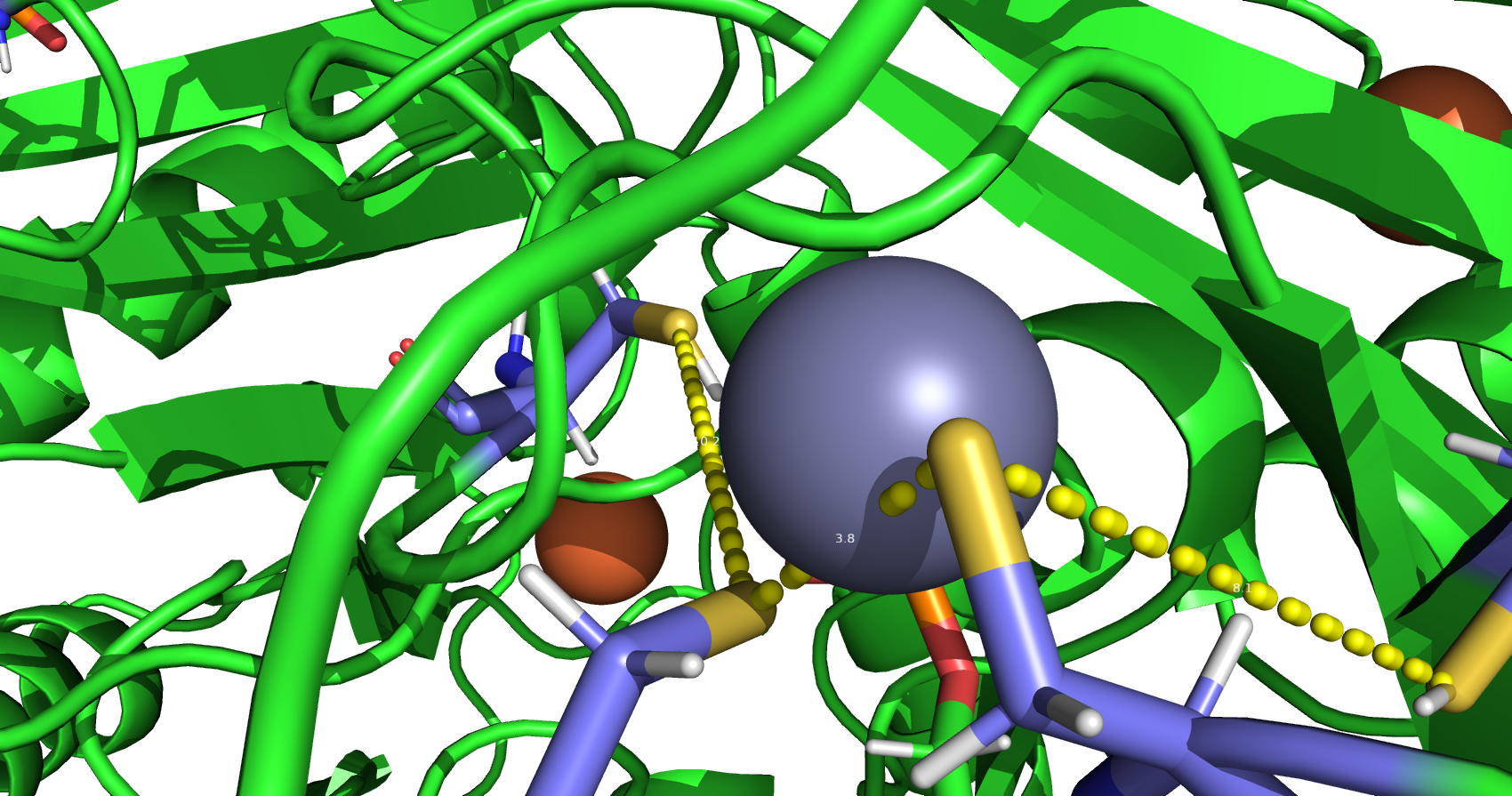 absent disulfide bonds