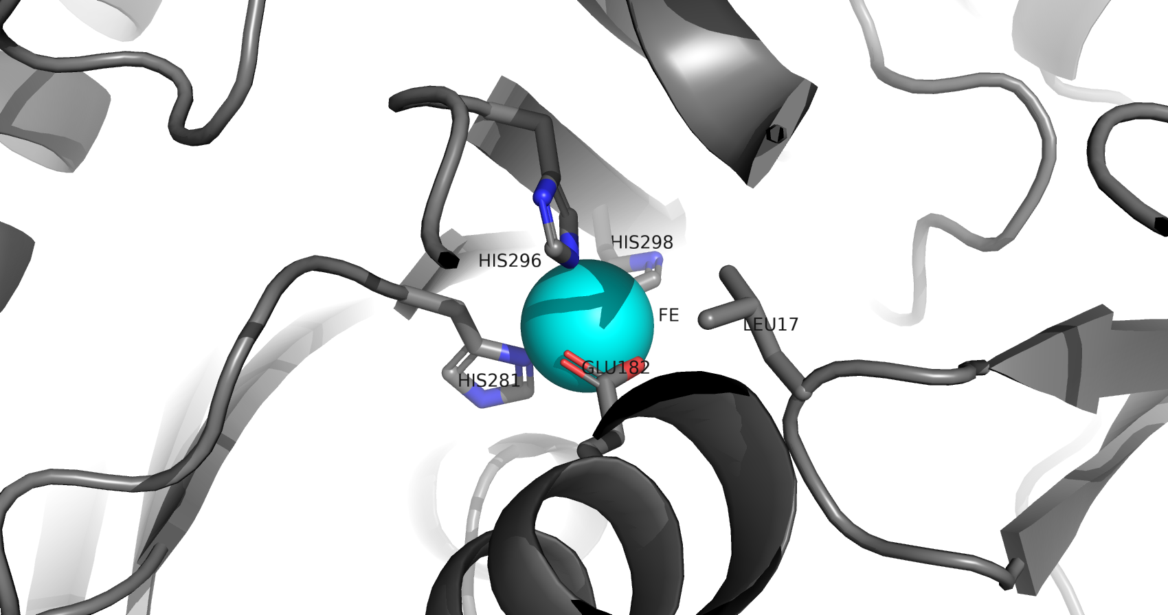 iron in the protein structure