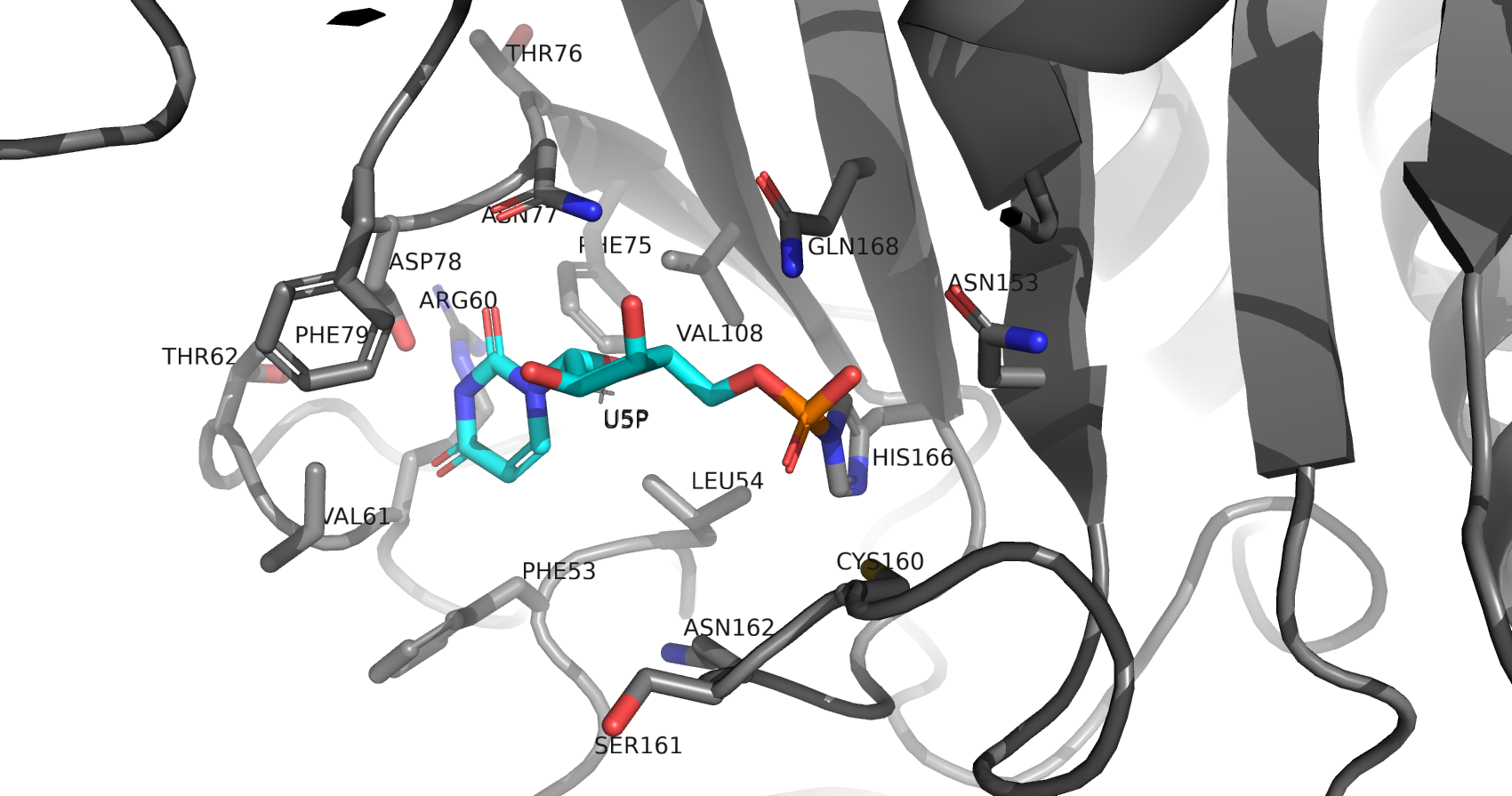 u5p in the protein structure