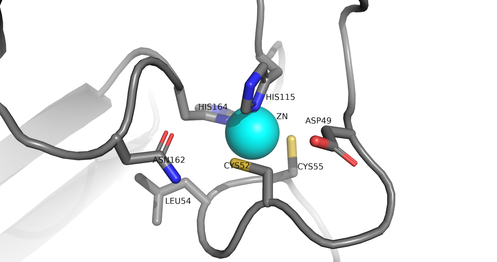 zink in the protein structure