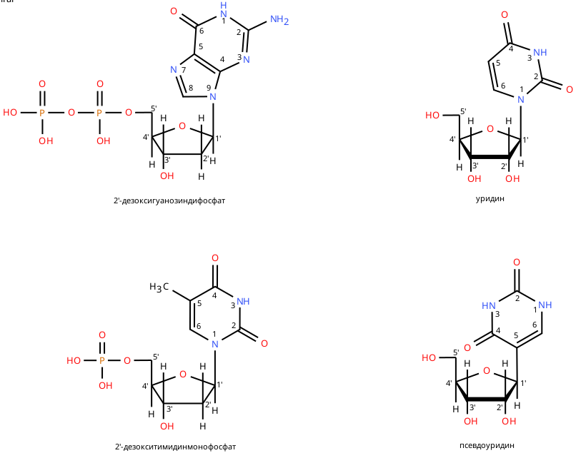 nucleoti/sides
