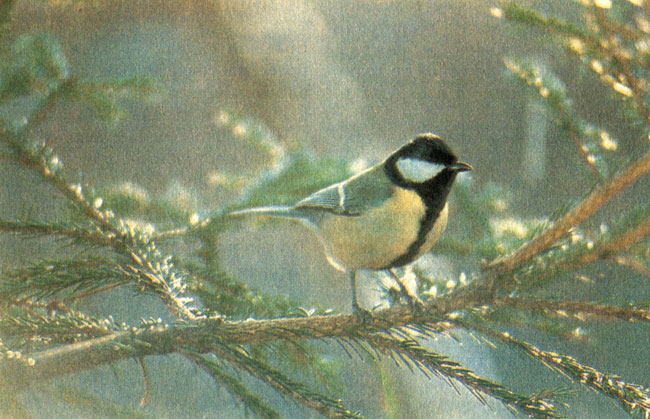 Parus major