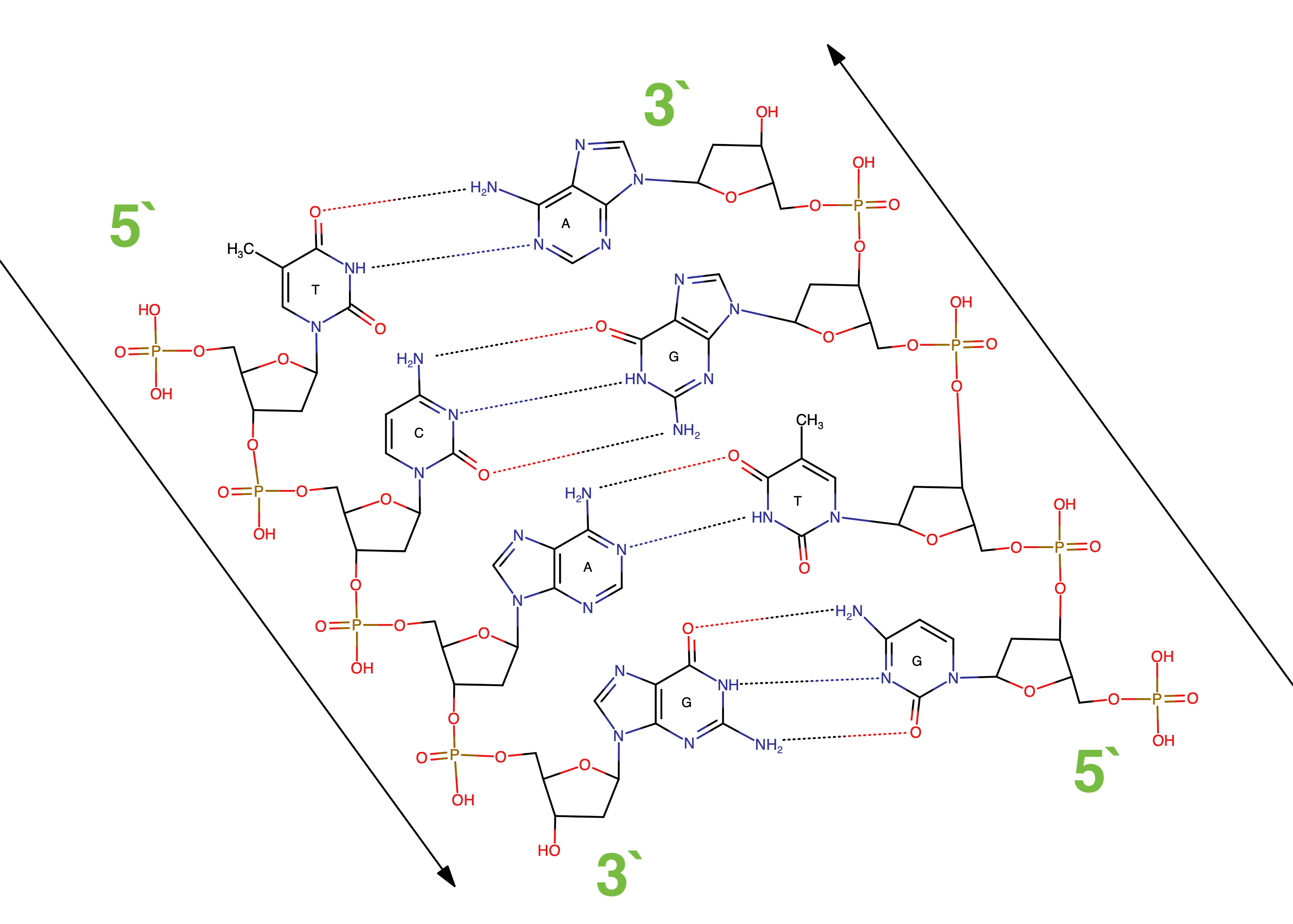 Изображение фрагмента двухцепочечной ДНК