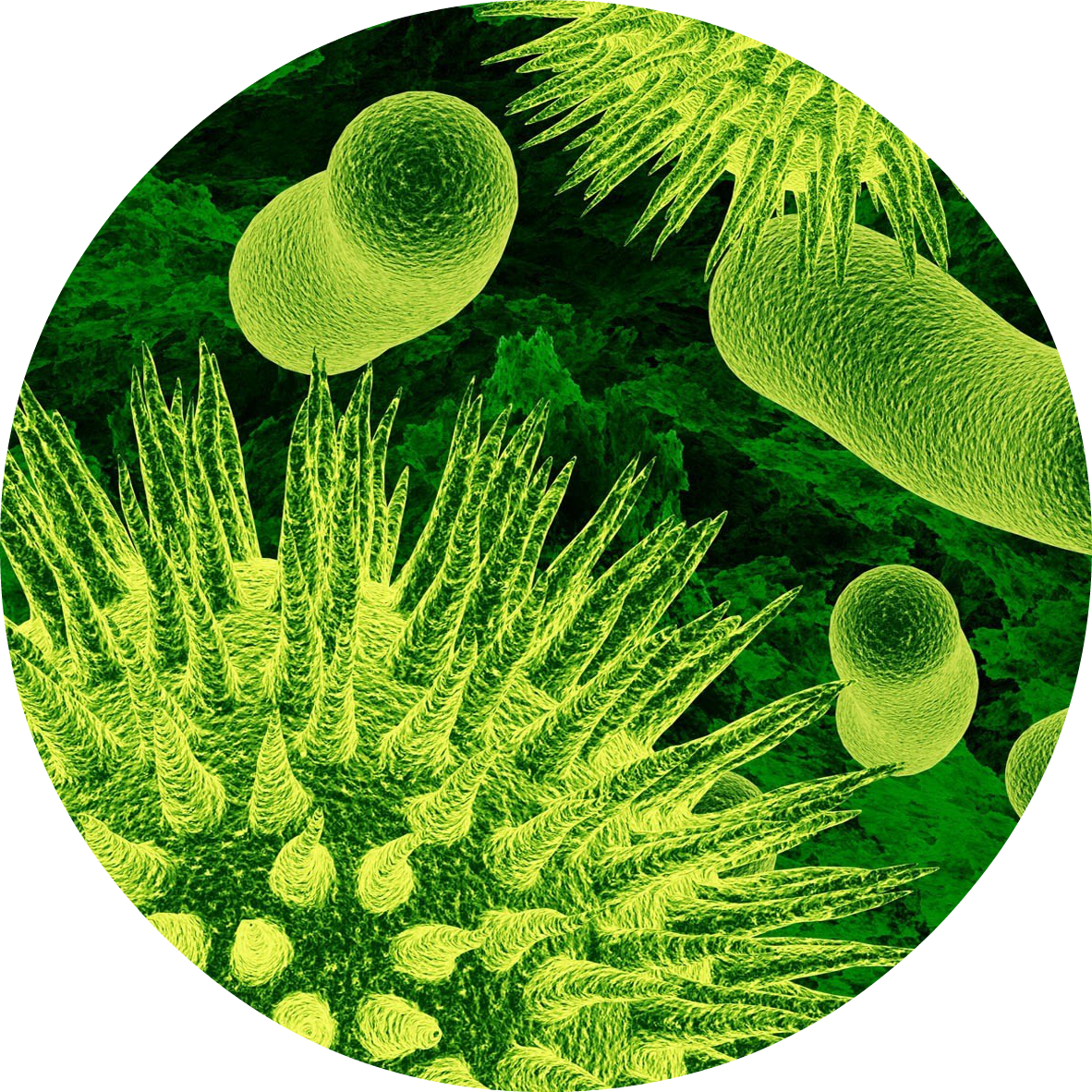 Почему бактерии вирусы одноклеточные водоросли. Бактерии одноклеточные и многоклеточные. Многоклеточные организмы это в биологии. Одноклеточные организмы. Одноклеточные это.