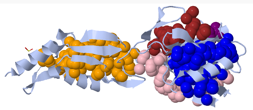Белки связывают воду. Модель молекулы белка. Белок молекула. Тироксинсвязывающий белок биохимия. Фибронектин связывающий белок микробиология.