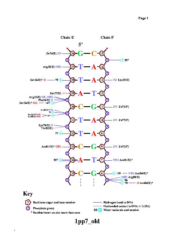 DNA-protein contacts