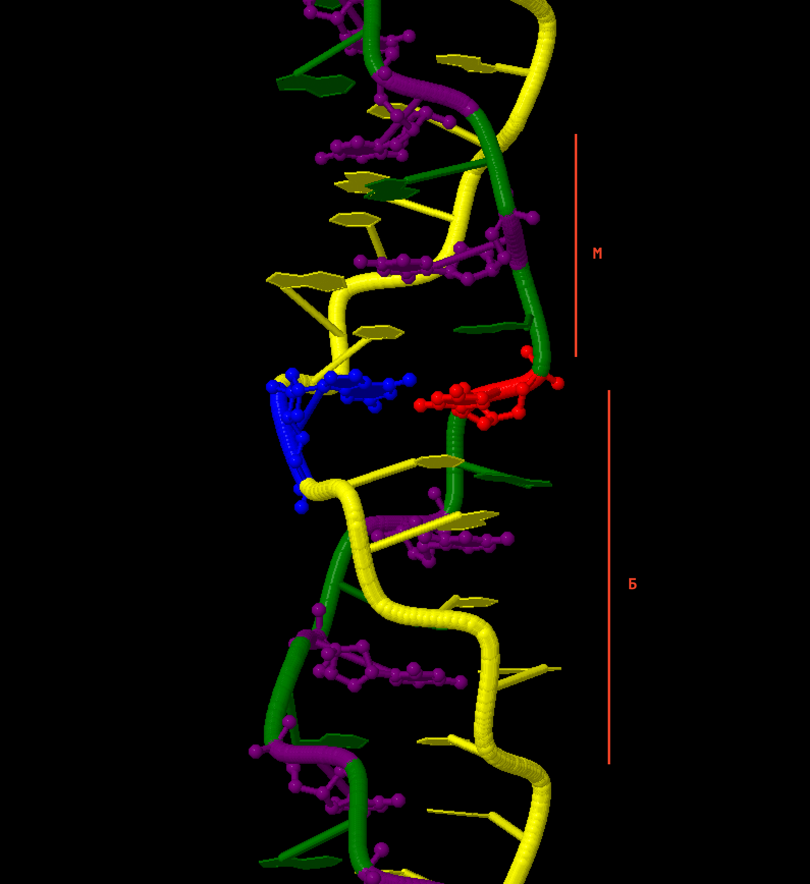 фрагмент цепи z-ДНК