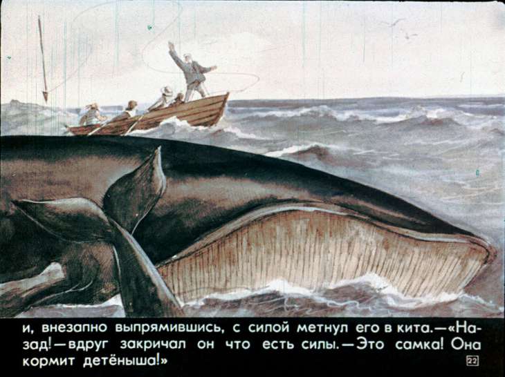 кит полосатик