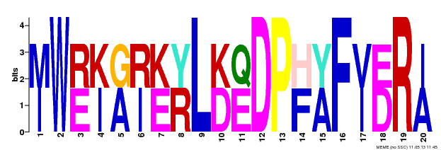 Motif 13 Logo
