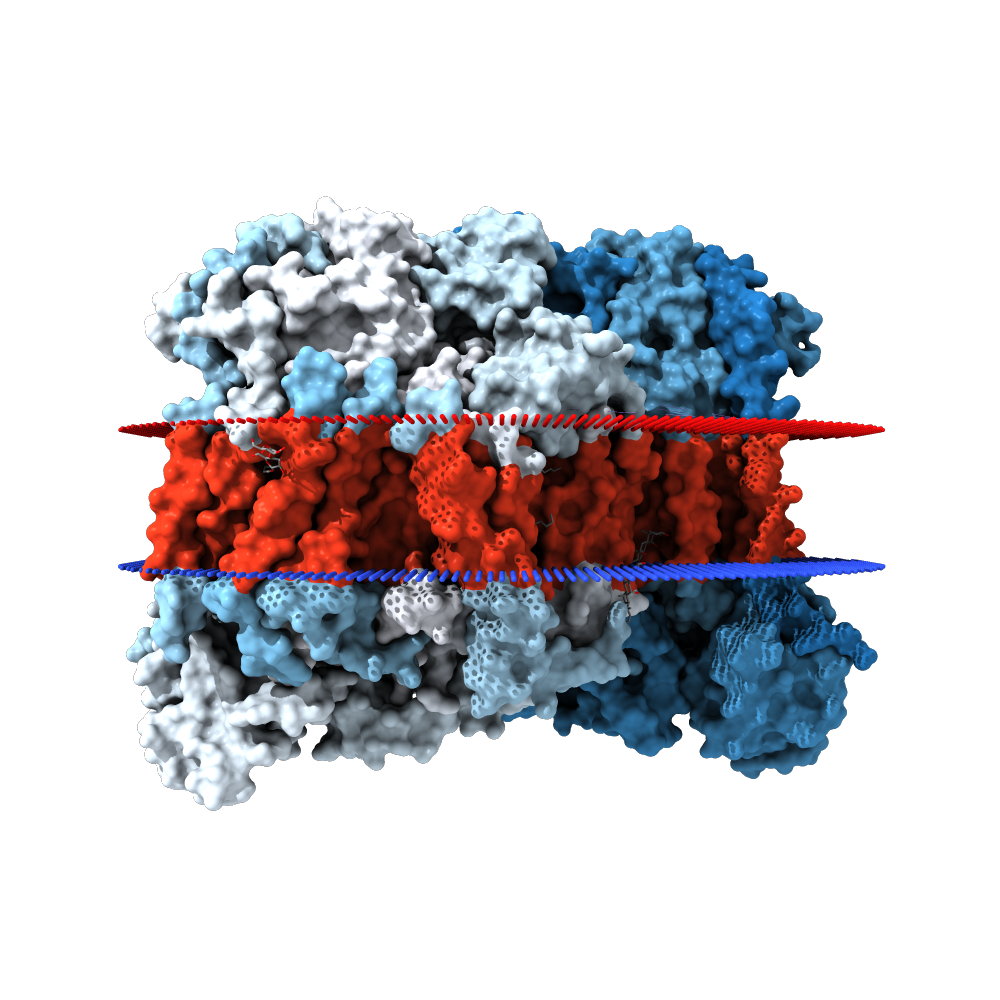 Transmembrane surface view