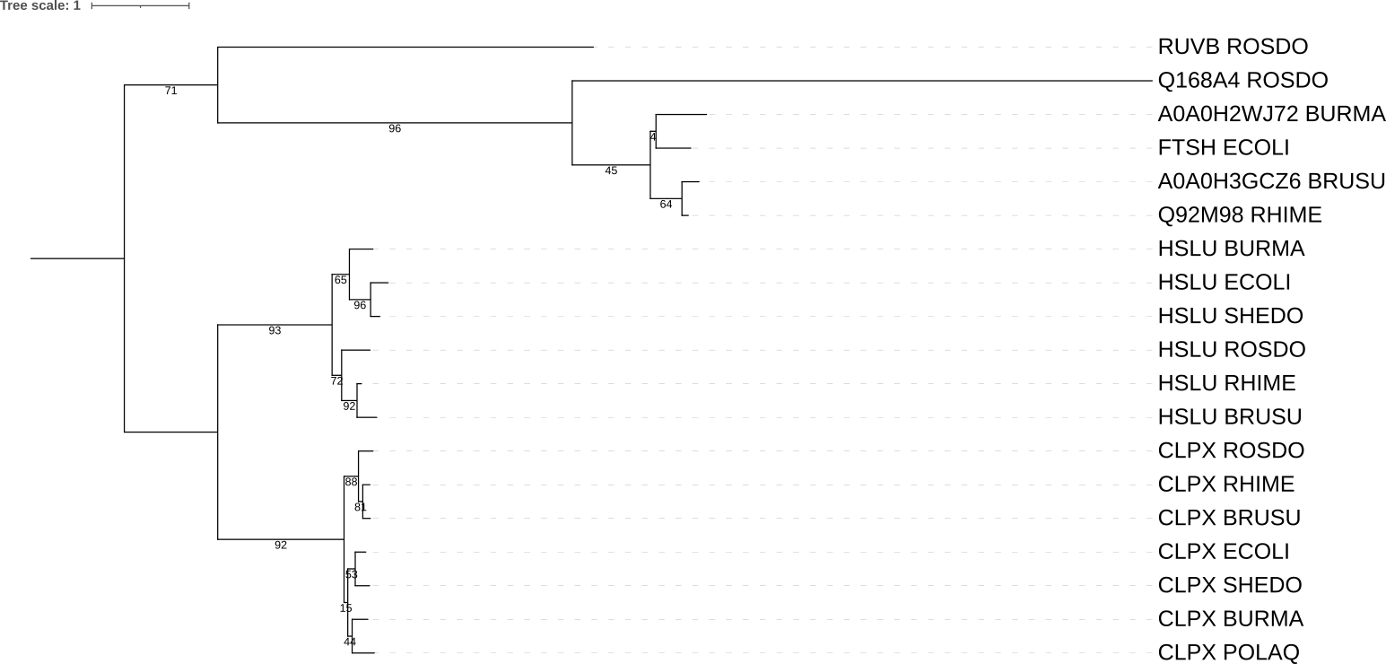 Филогенетическое дерево