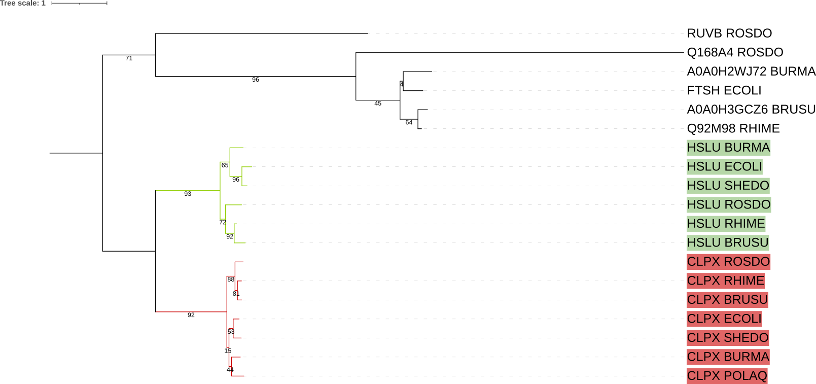 Филогенетическое дерево с окрашенными ортологическими группами