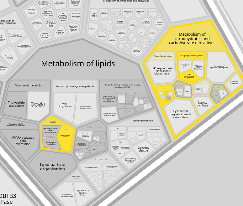 Другие связанные метаболические пути