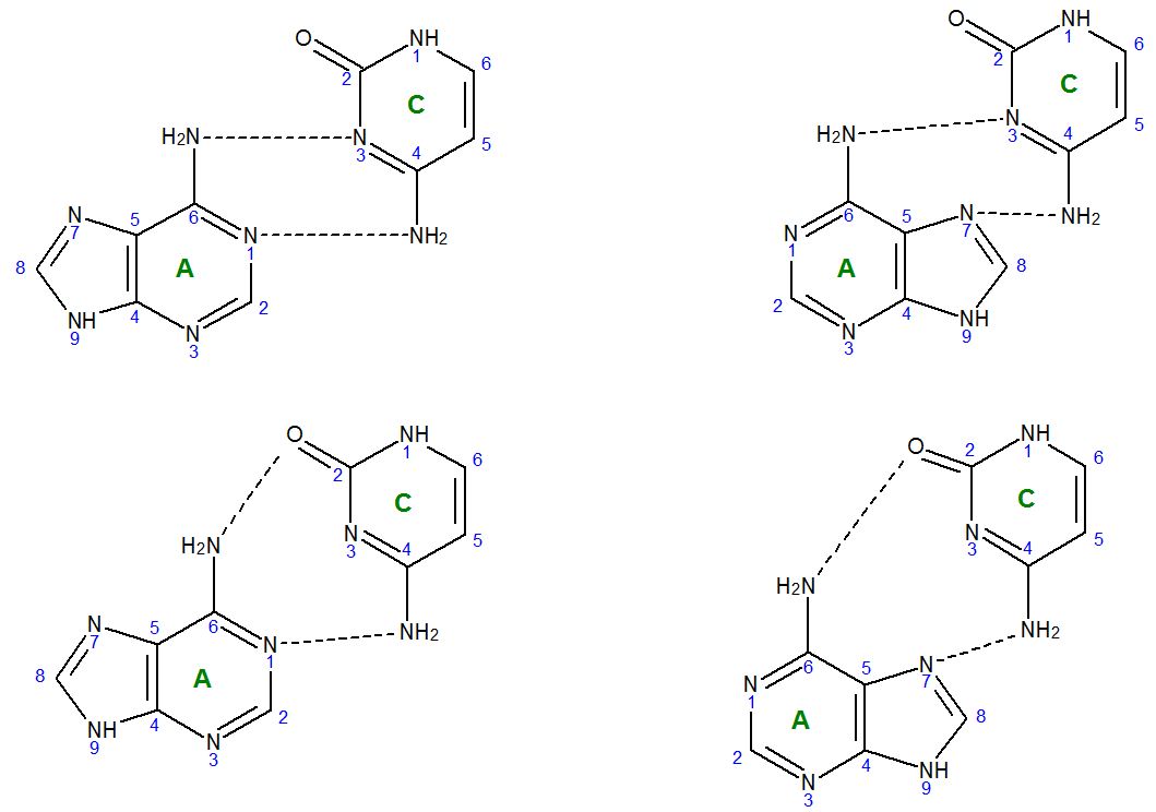 Рнк аденин гуанин. Гуанин структурная формула. Цитозин строение. Хим строение Тимина. 2. Схема синтеза аденина и гуанина.
