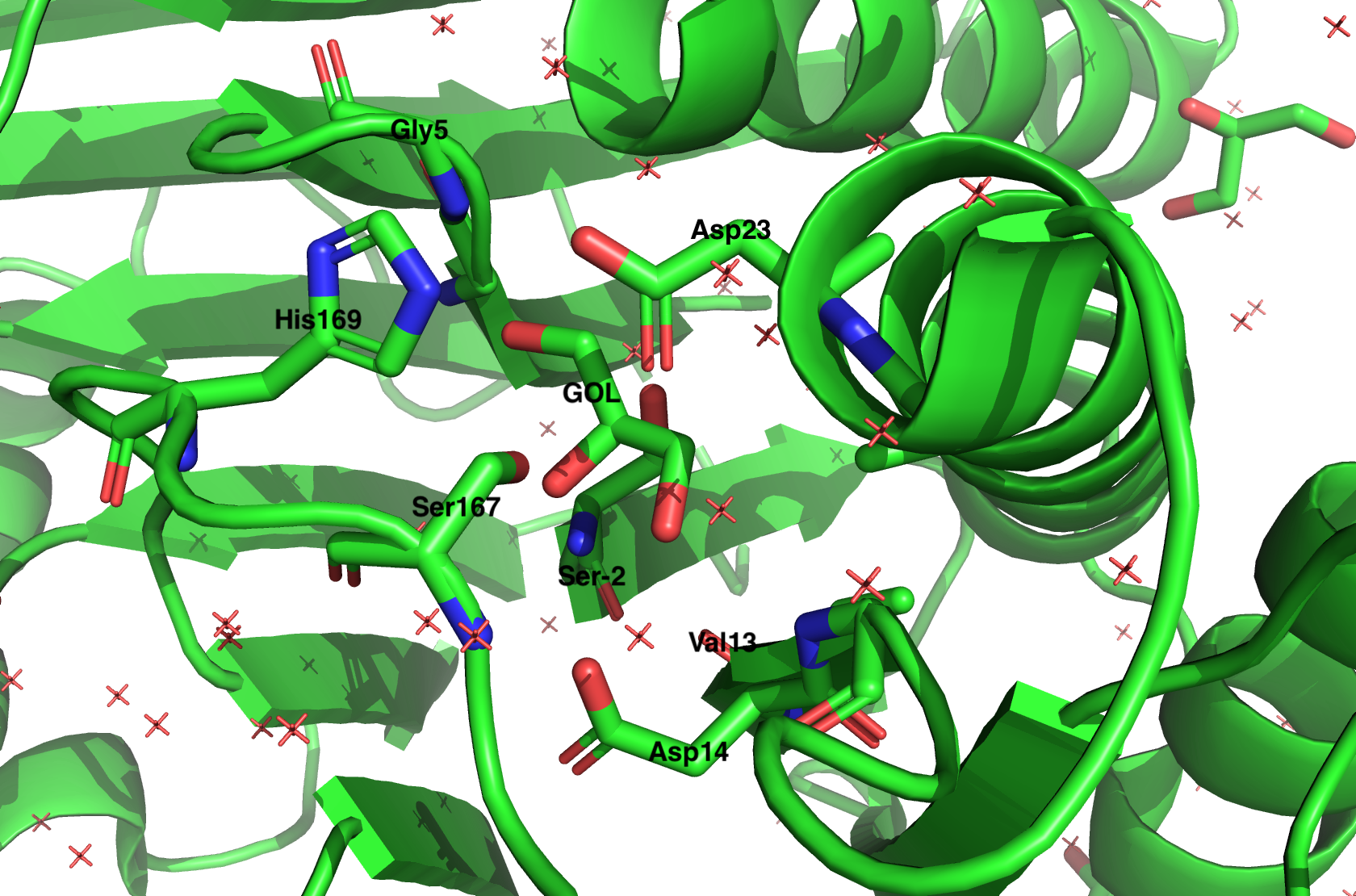 Белковое окружение GOL
