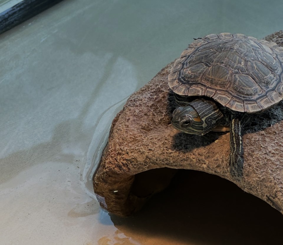 Описание картинки