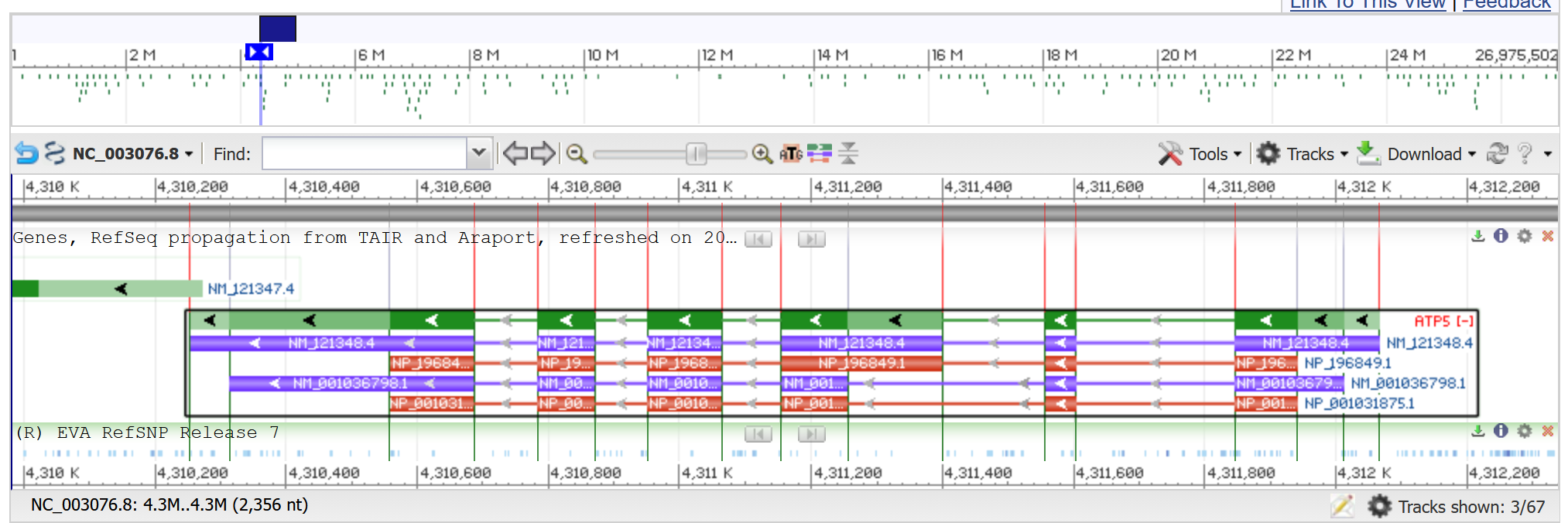 Положение гена ATP5, кодирующего δ-субъединицу АТФ-синтазы