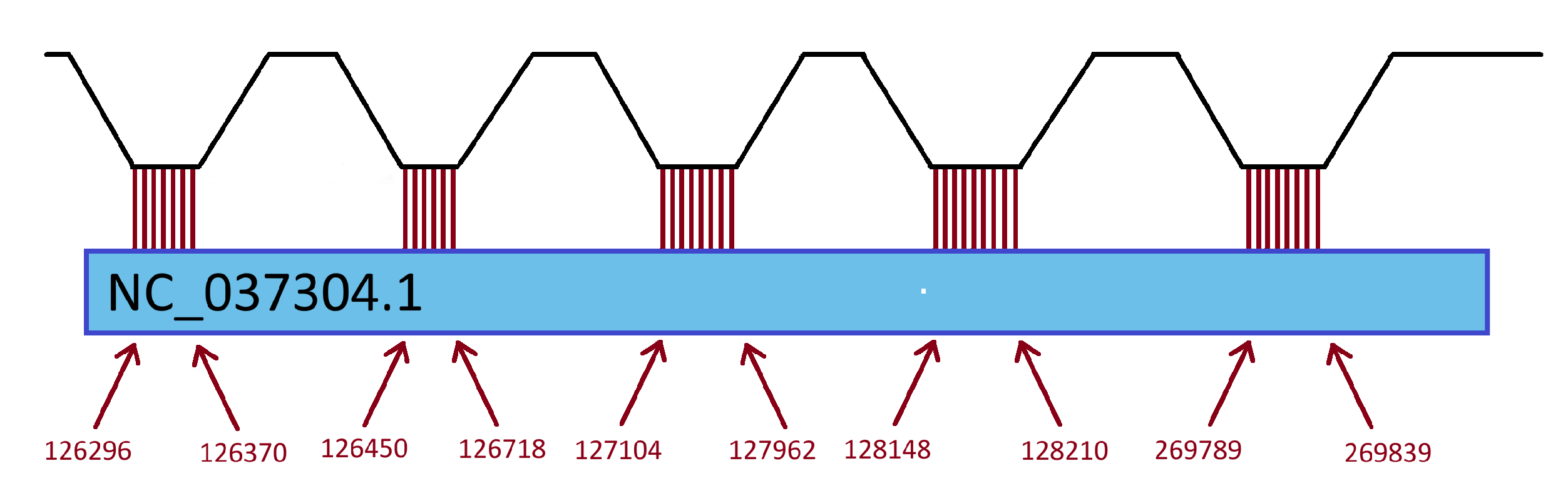Схема выравнивания для геномного фрагмента NC_003076.8