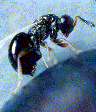 Nasonia vitripennis