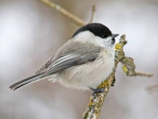 tit