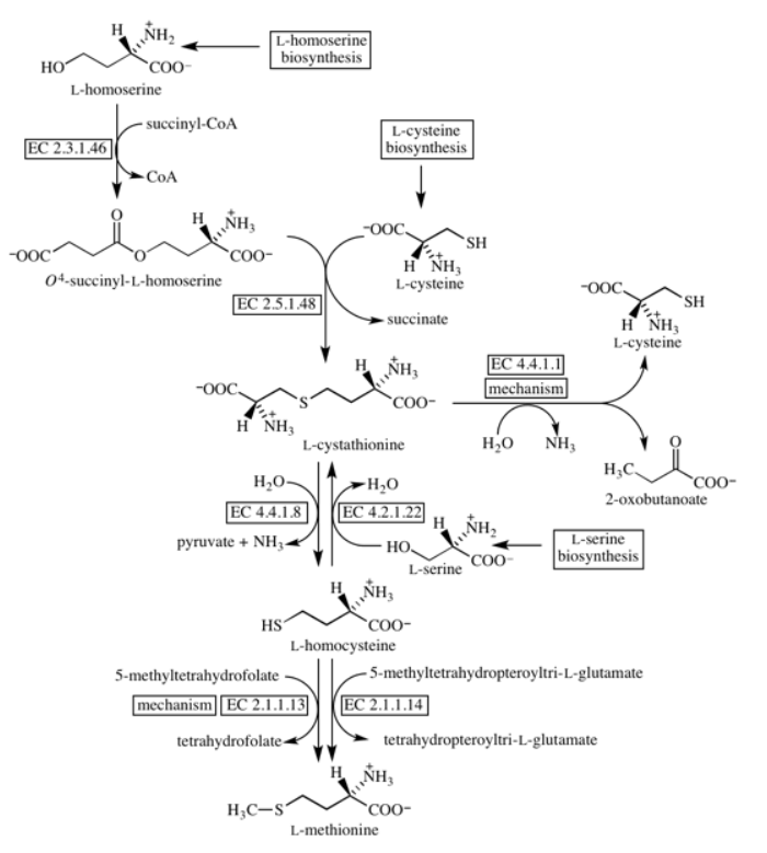 Здесь должна быть диаграмма реакций биосинтеза L-метионина