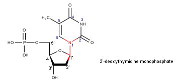 2'-deoxythymidine monophosphate