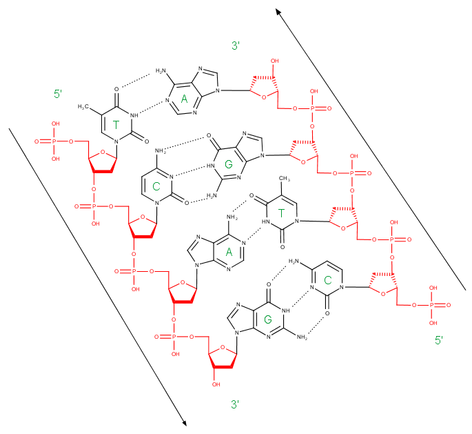 DNA