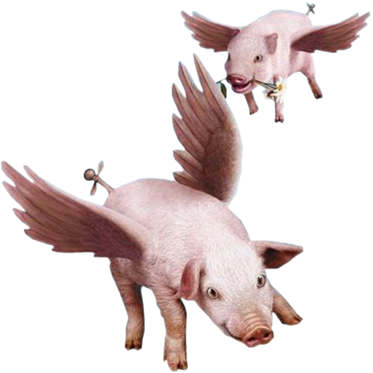 fly-pig