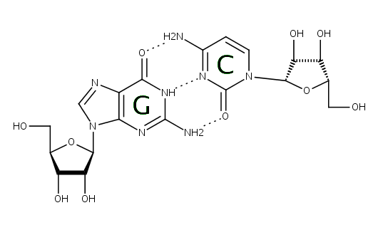 CG-canon