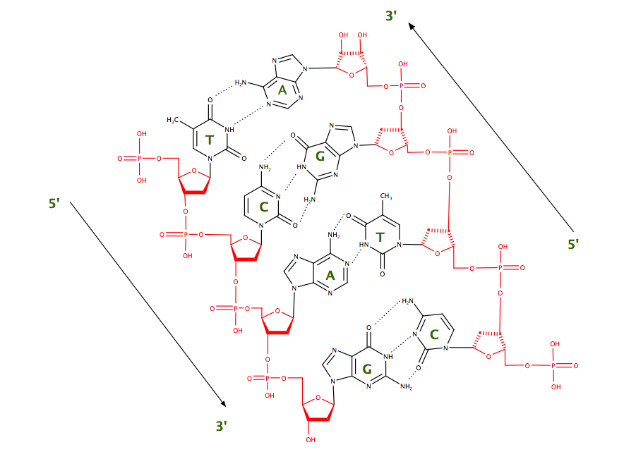 DNA