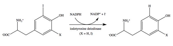 Iodotyrosine_deiodinase_reaction_2