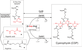 cyano