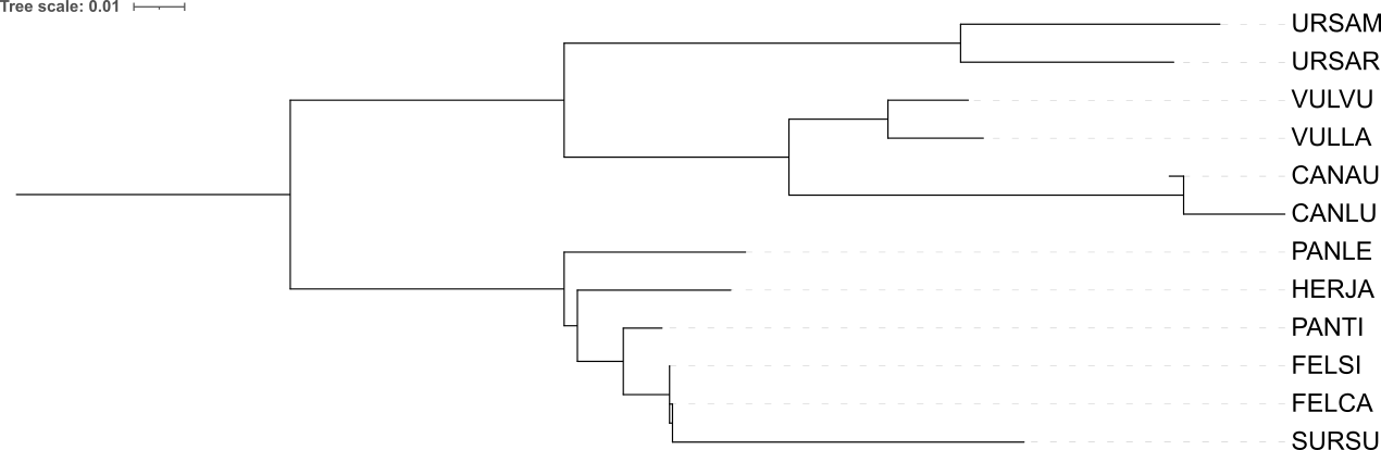 Дерево NJ p-distance