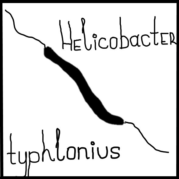 Helicobacter
