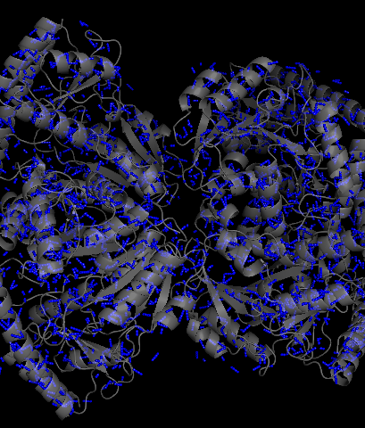 Водородные связи остова