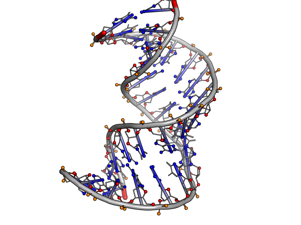 Выделение атомов ДНК в PyMOL
