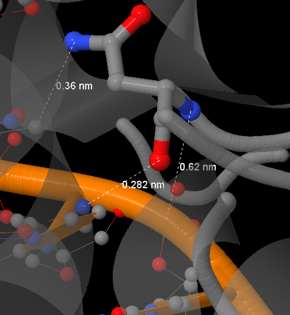 Аминокислота [Asn]140:B с измеренными растояниями до ДНК