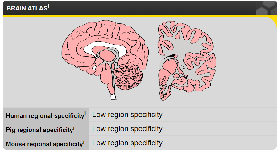 Protein location in brain
