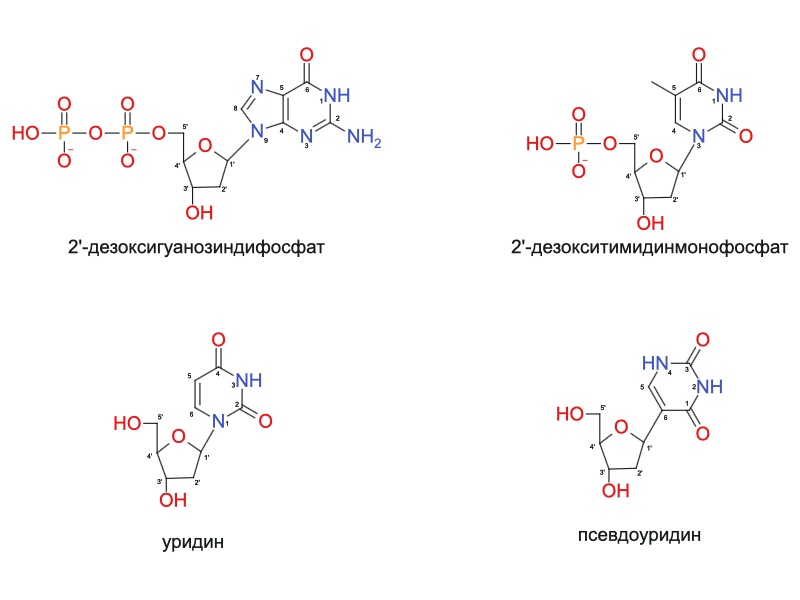 Структуры нуклеотидов