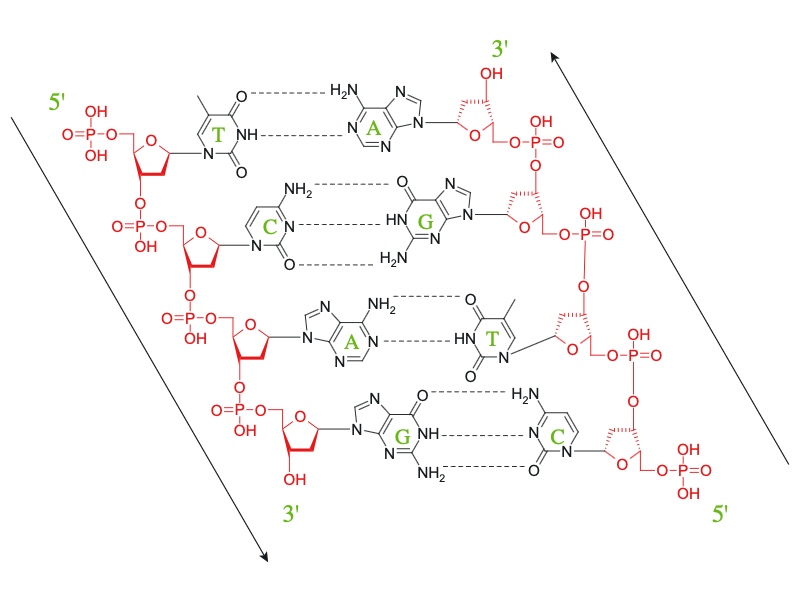 Фрагмент ДНК