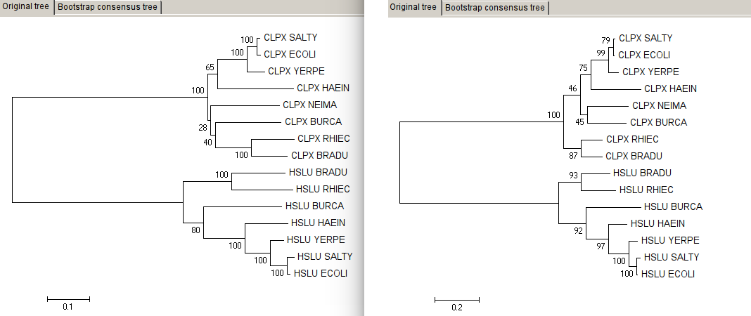 tree_task2_orig.png