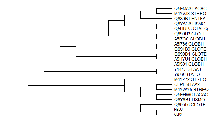 Филогенетическое дерево с объединенными группами ортологов.