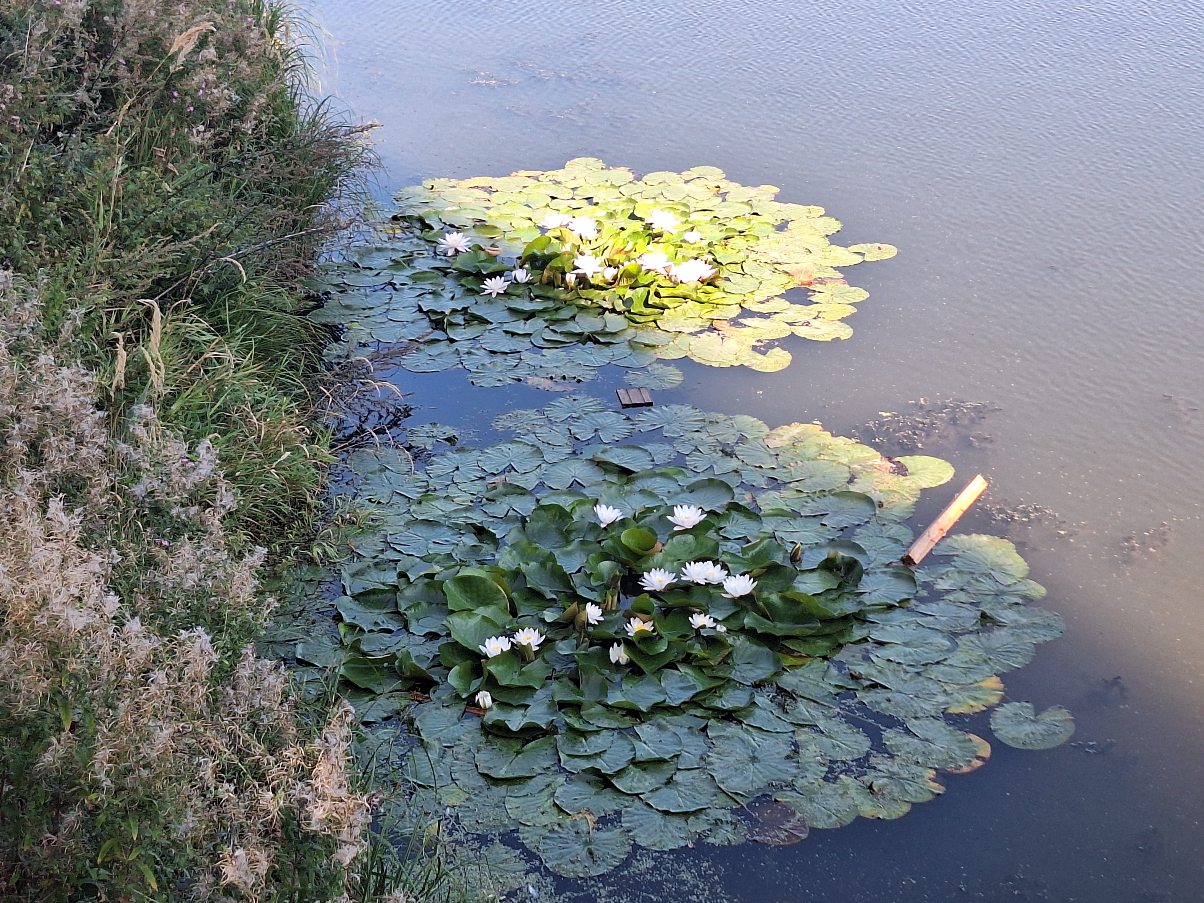 water_lilies