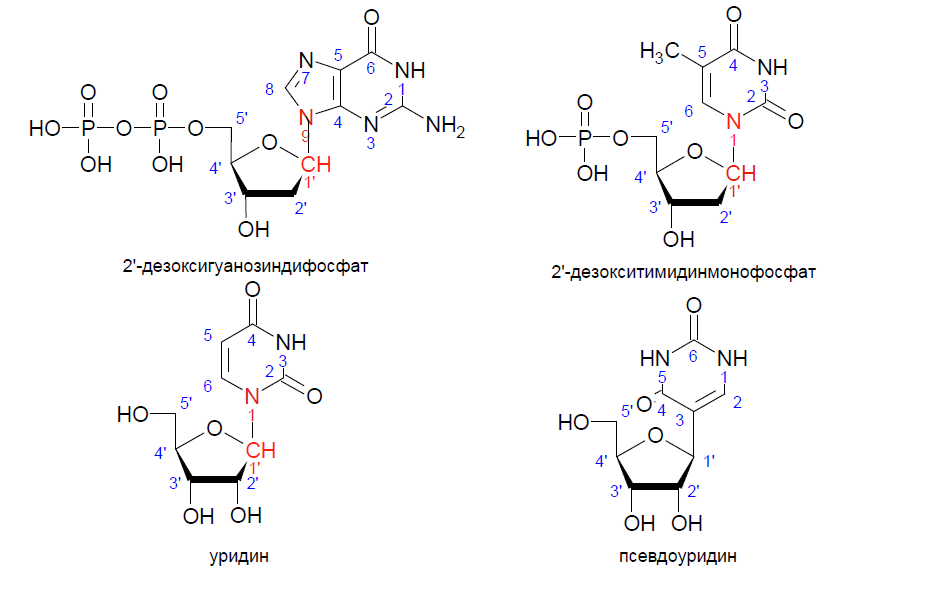 Тиминовый нуклеотид. Структура нуклеотида формула. Схема строения нуклеотида. Формулы нуклеотидов уридин. Химические формулы нуклеотидов.