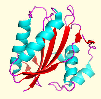 Protein structure