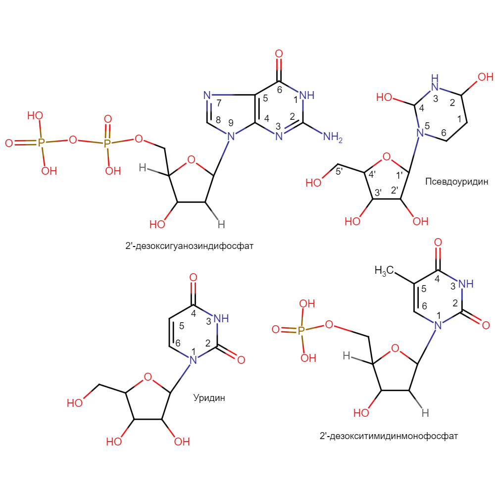 Nucleotides