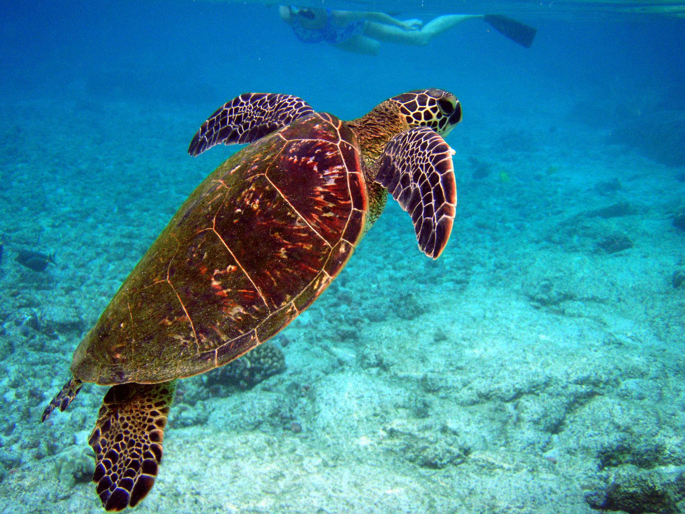 Turtle