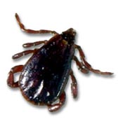 dog tick