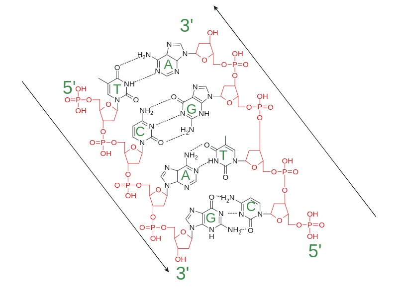 Фрагмент ДНК